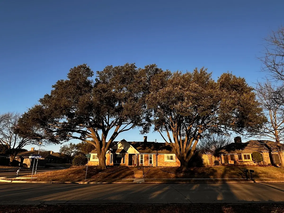 Established residential canopy tree shading a home in Hillsboro
